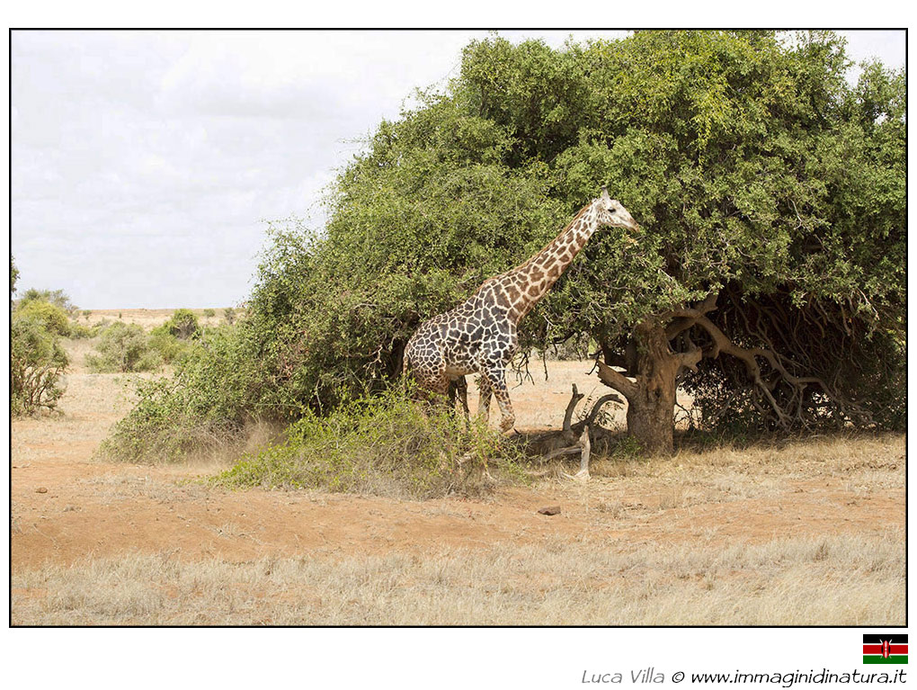 Giraffa in corsa